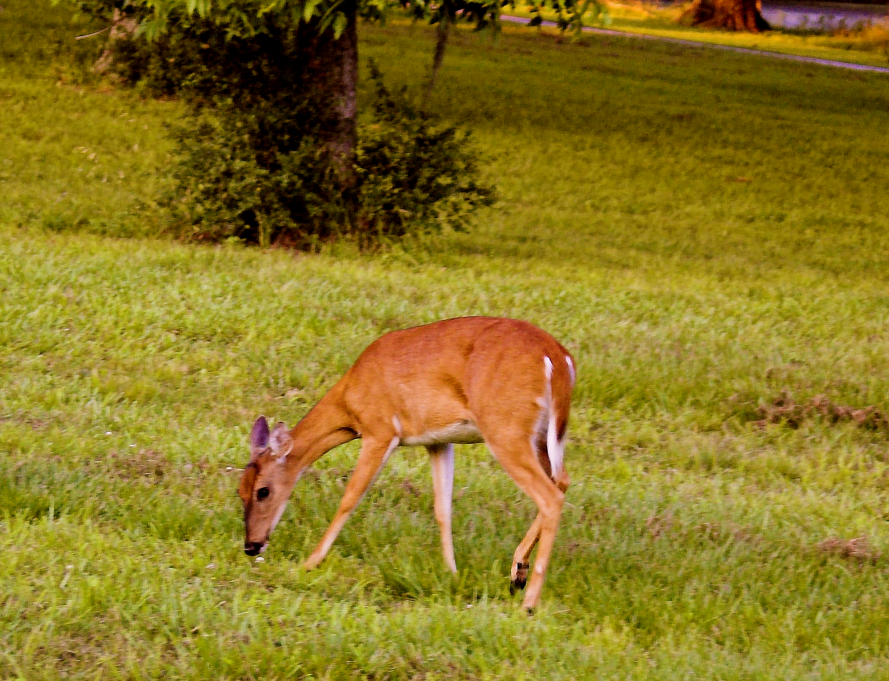 a deer grazing in an open field on grass