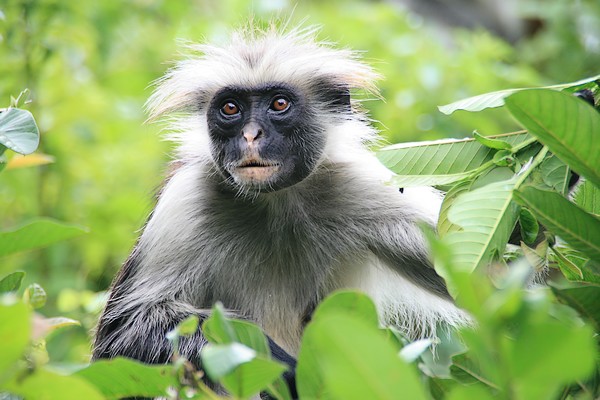 the white faced monkey is standing among green leaves