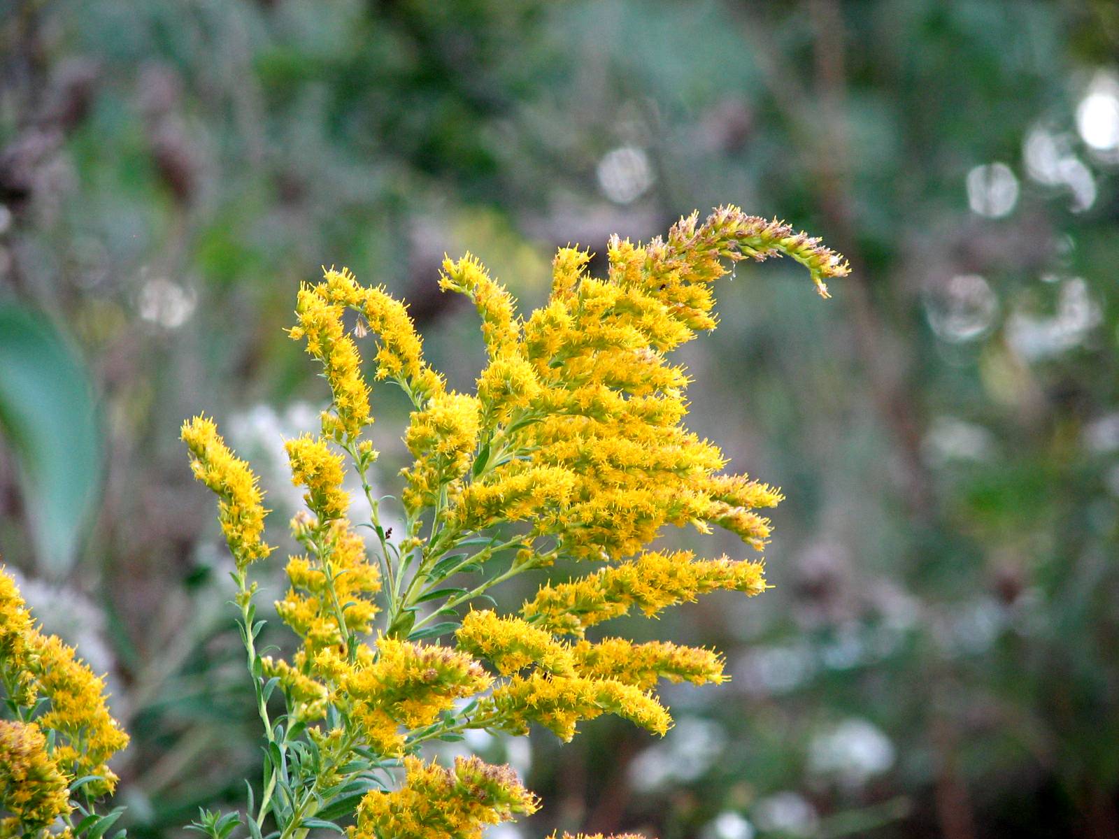yellow flowers and leaves of a shrub in the foreground