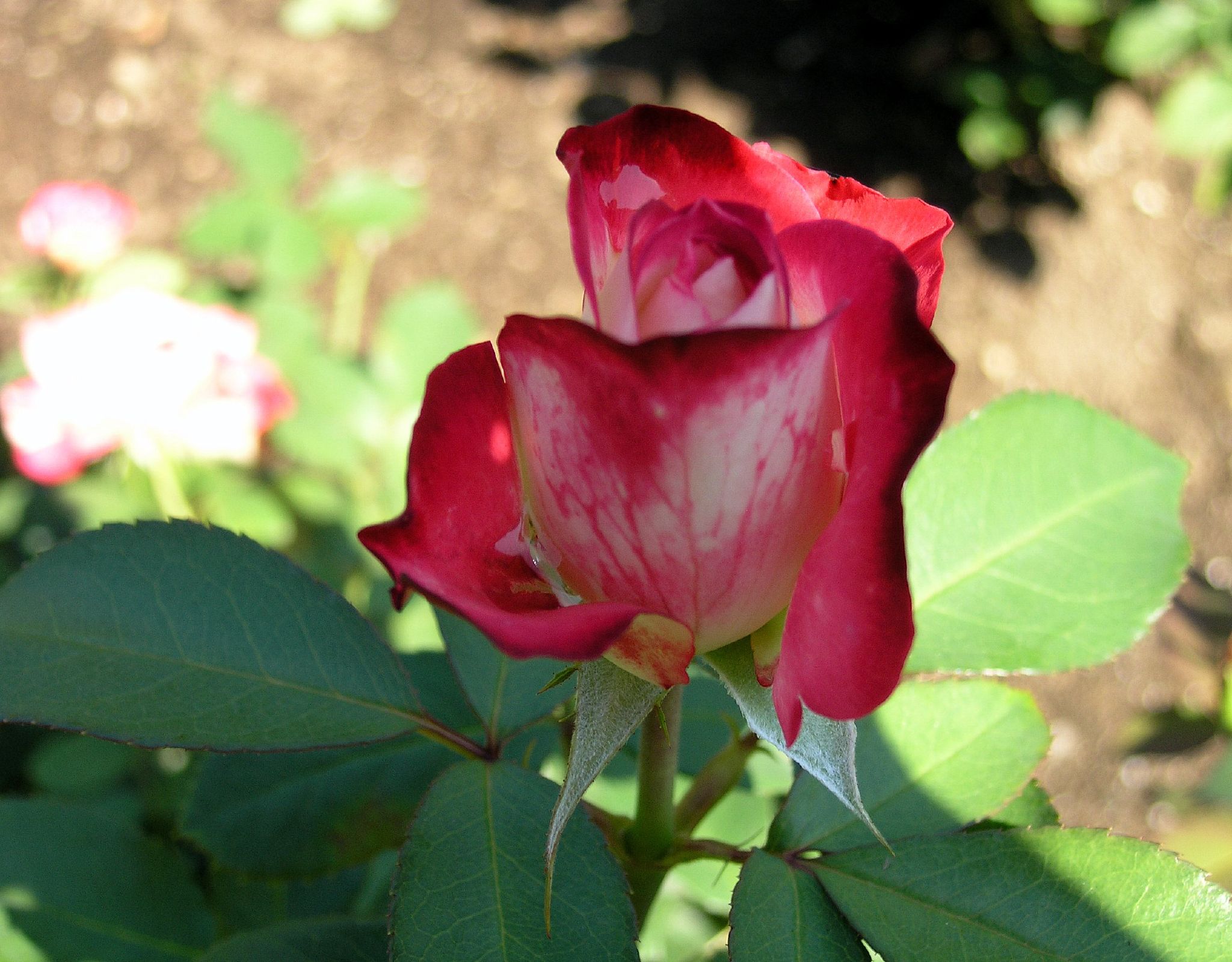 a single blooming rose sits in the middle of some green leaves