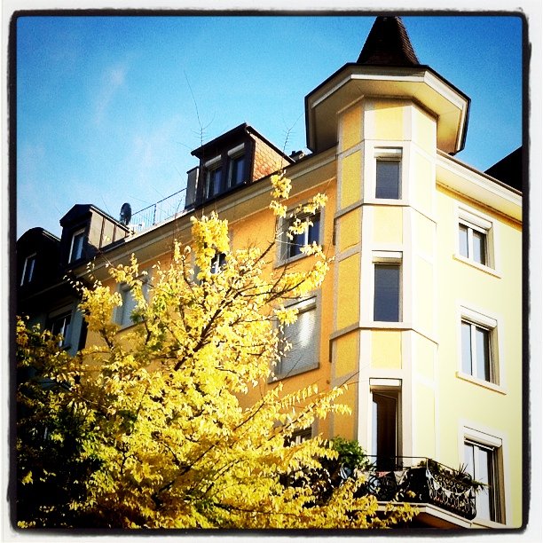 a tree stands in front of a tall building