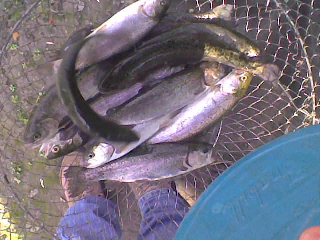 some fish and other fish sitting in the net