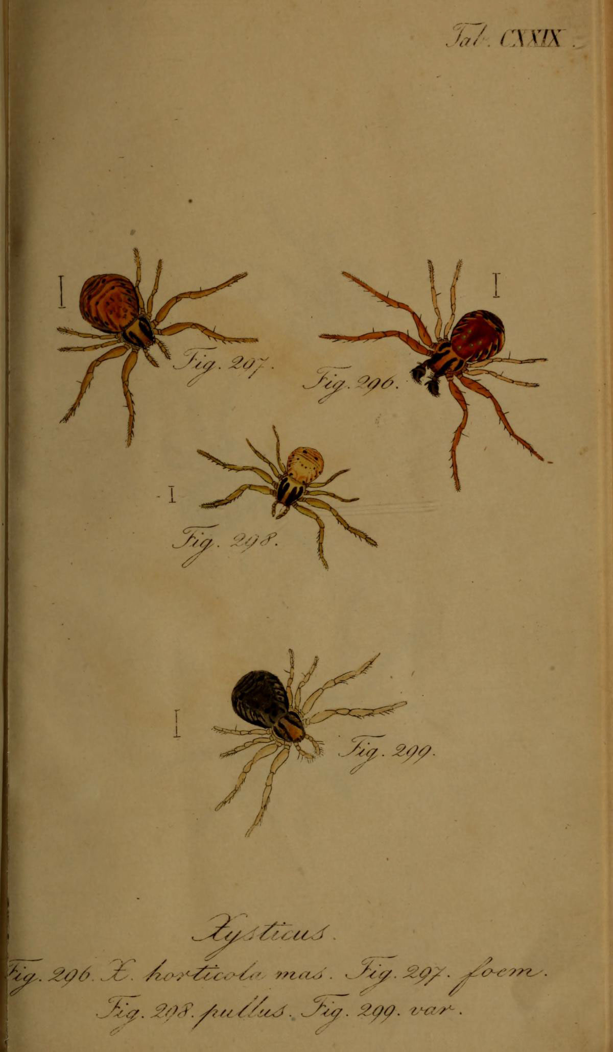a book with spider images in it