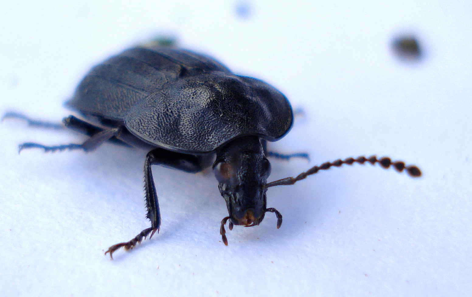 a small black bug crawling through white snow