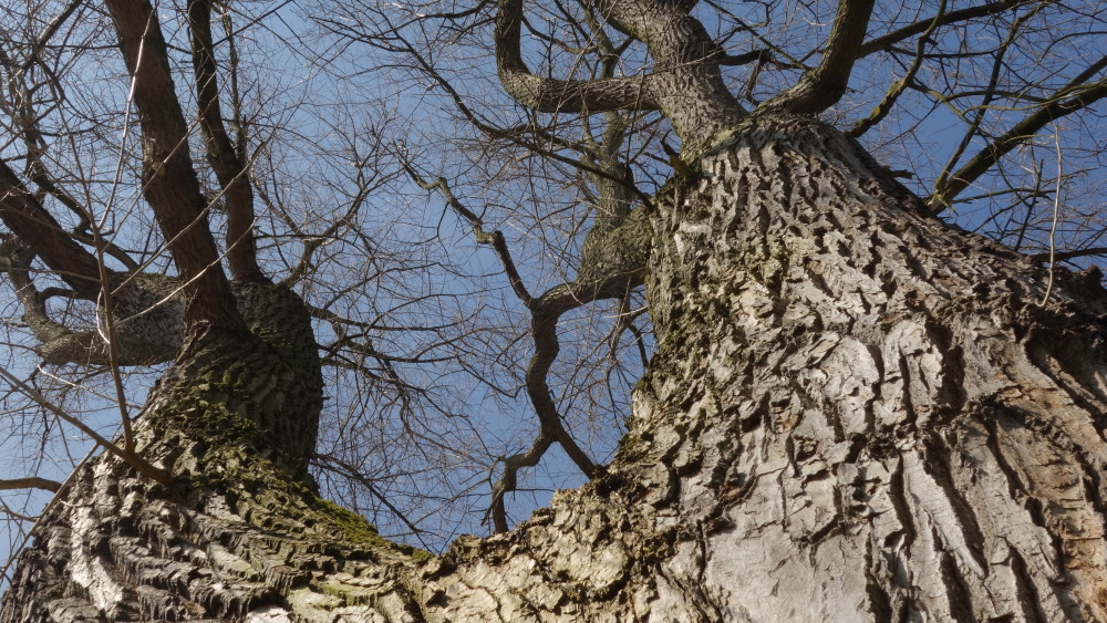 two trees standing next to each other in front of blue sky