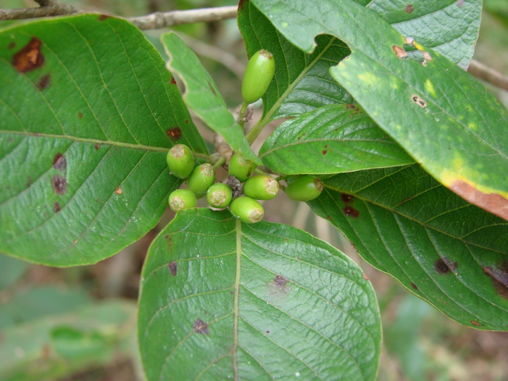 berries are sprinkled on a tree nch in the wild