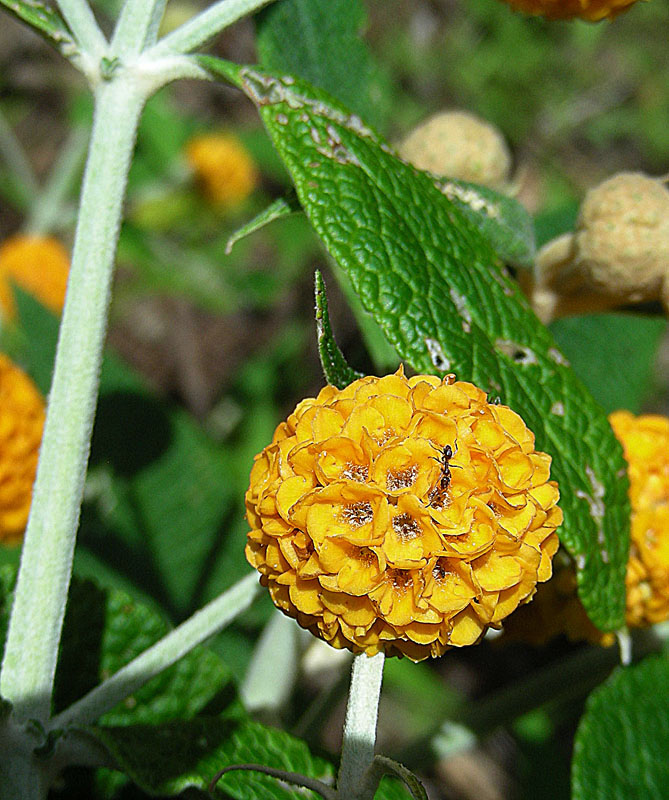 the small orange flower on the right is edible