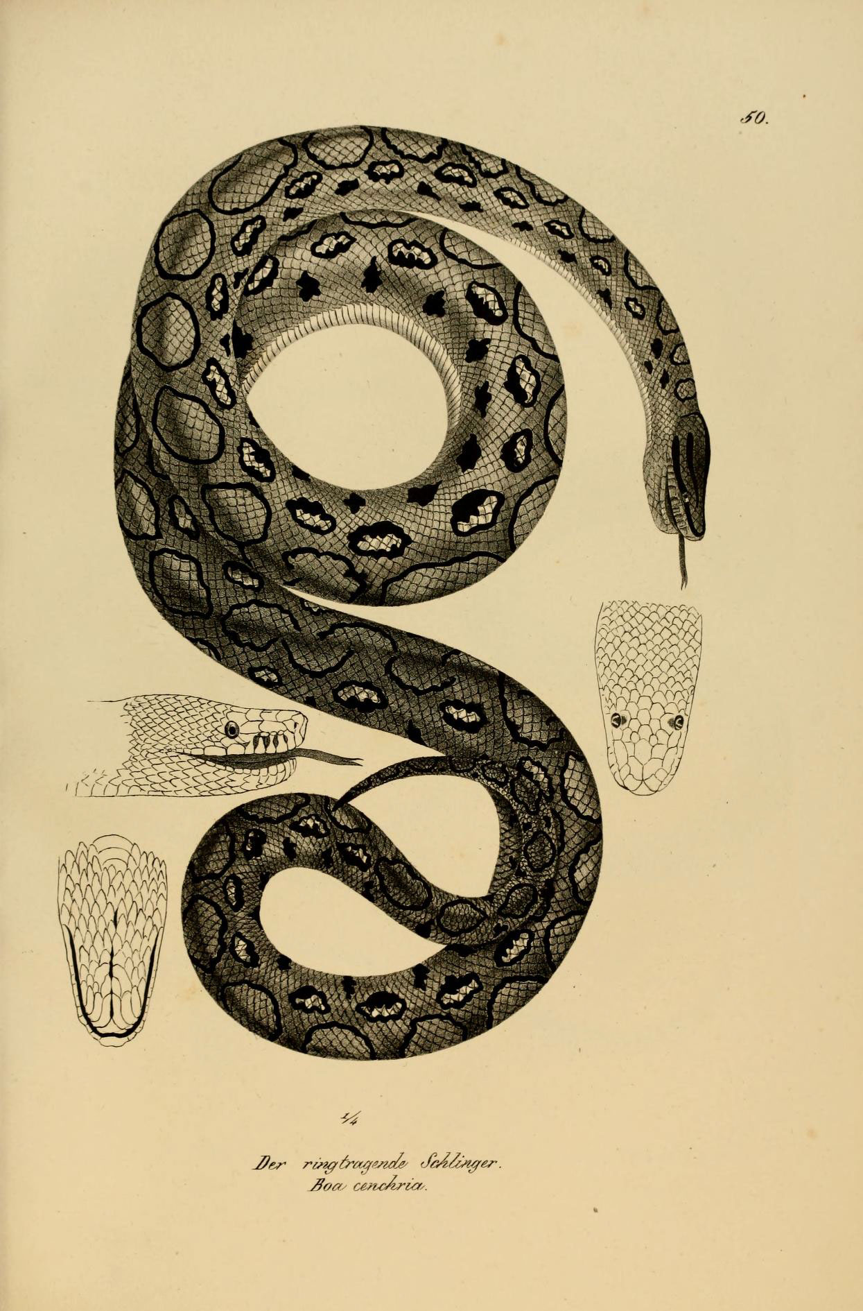 a snake that is curled in an oval and has the word on it