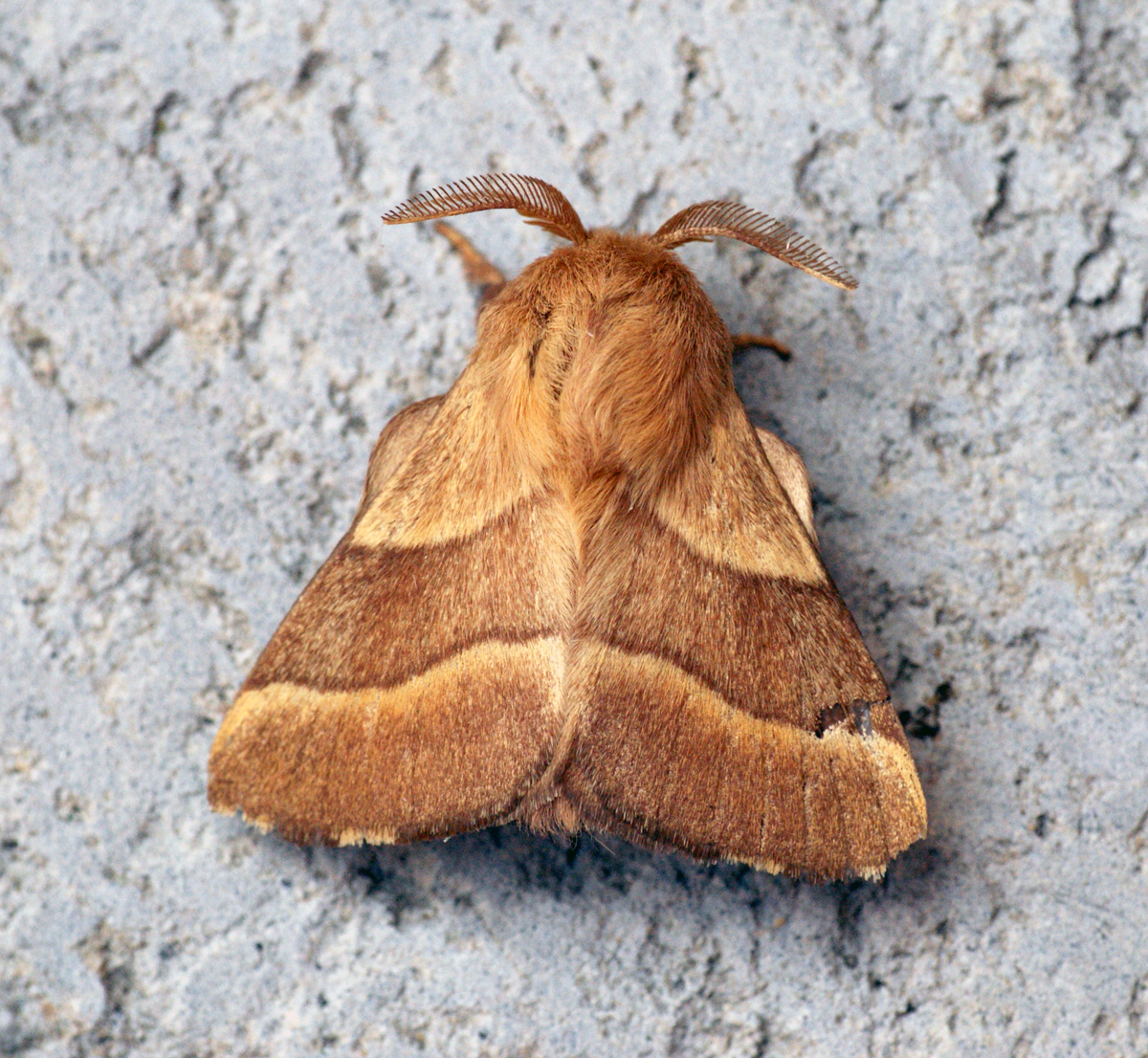 a small orange and brown erfly sitting on a surface