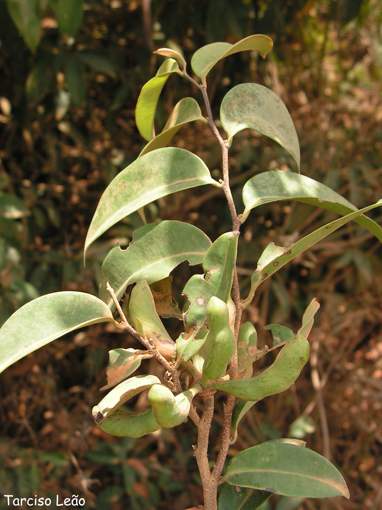 some leaves and other flowers that are very small