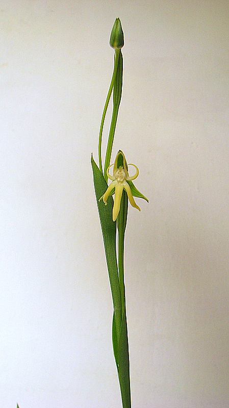 a yellow flower with a green stem is in a white vase