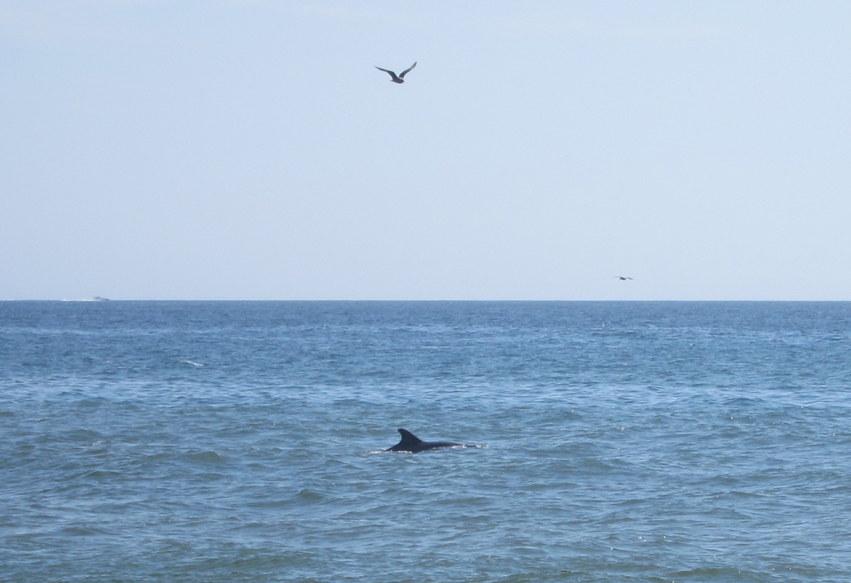 a lone bird flying over the water next to a whale