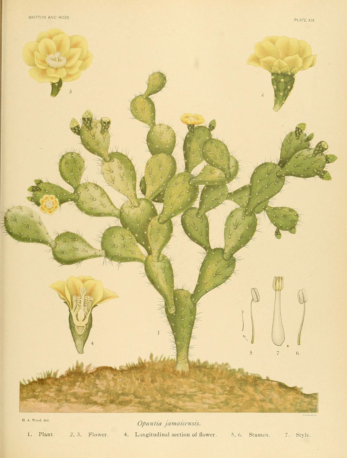 the botanical illustrations show the main parts of a cactus's flowers