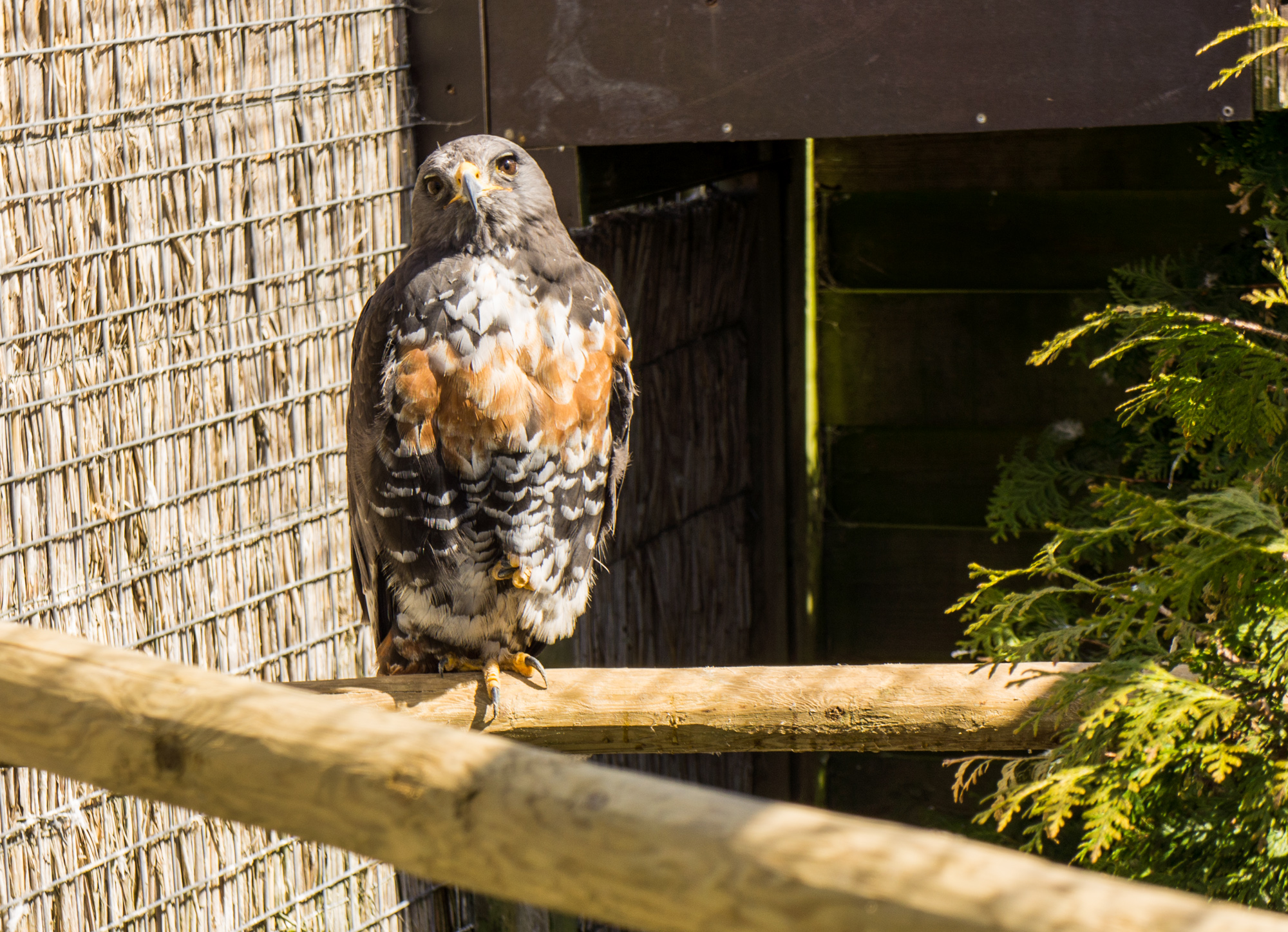 a bird with red and grey feathers standing on a log