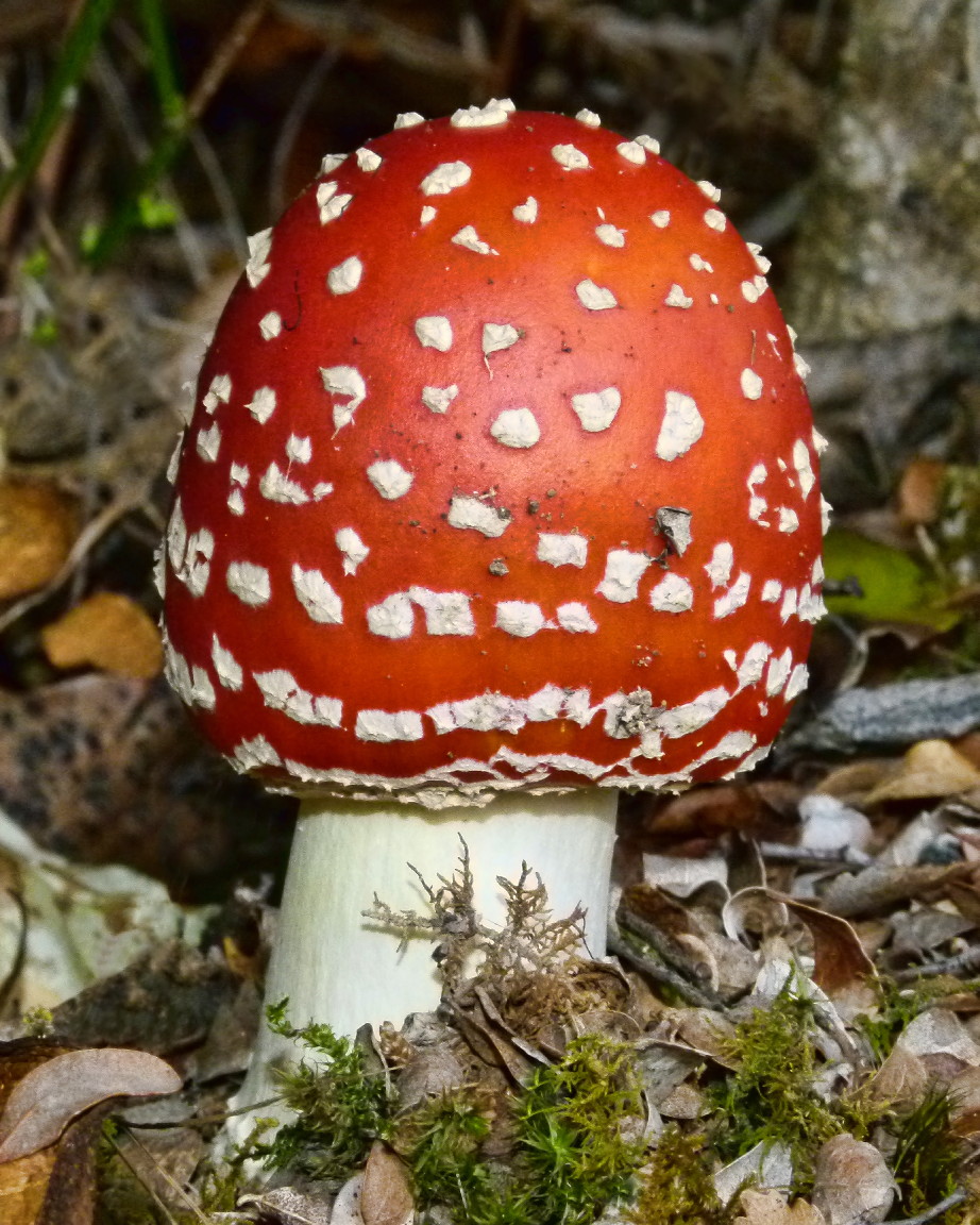 a close up of a mushrooms sitting on the ground