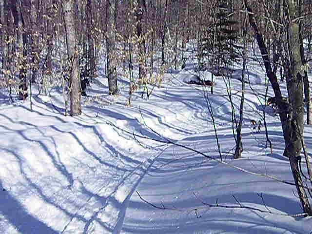 a snow covered path through a wooded area with bare trees