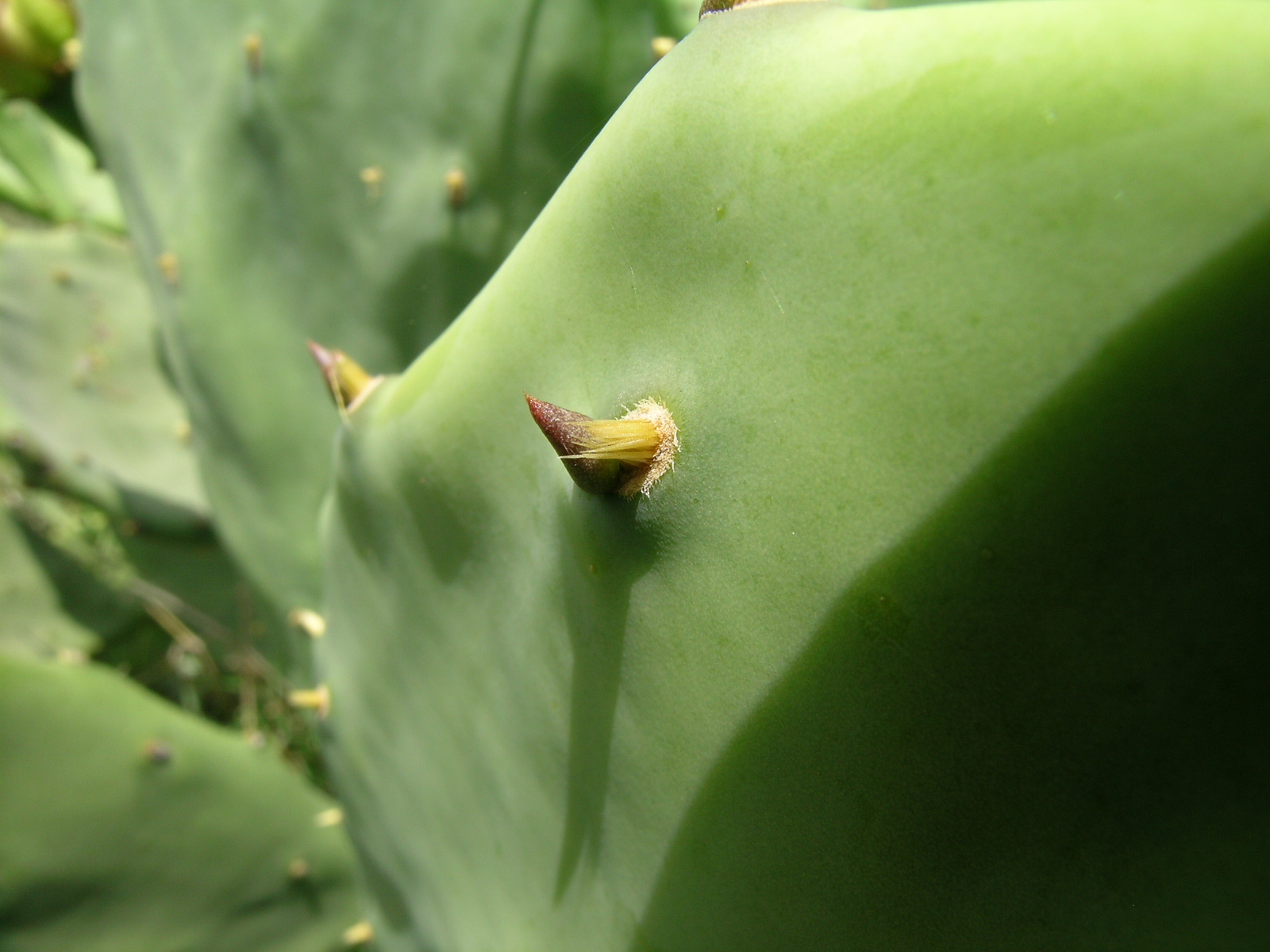 a green plant with buds still on it