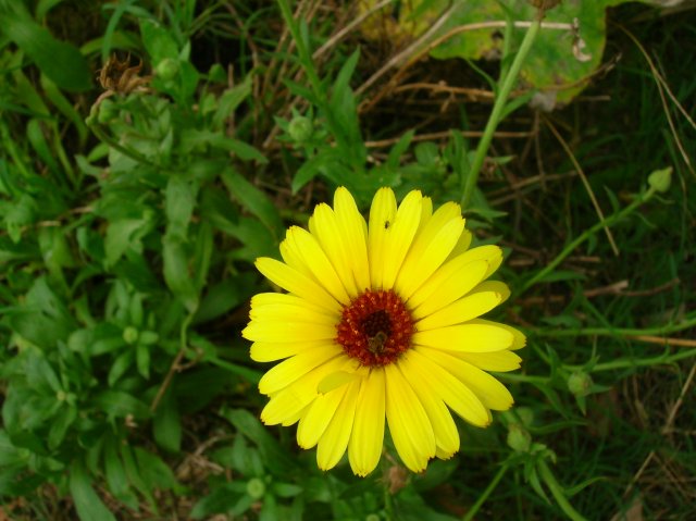 a single bright yellow flower with a red center