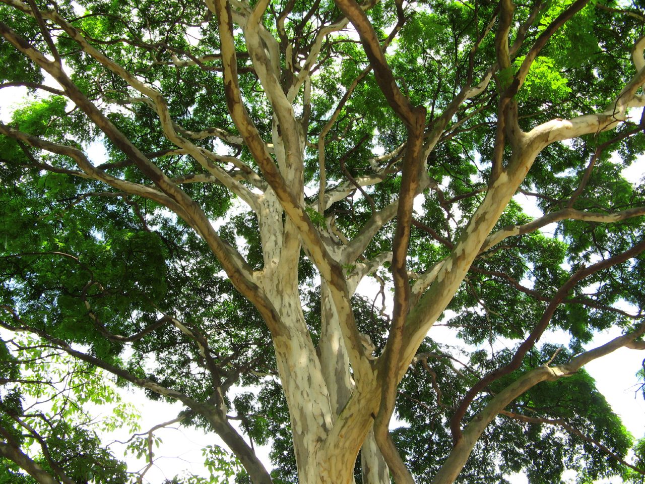 some big green leaves are growing on the trees