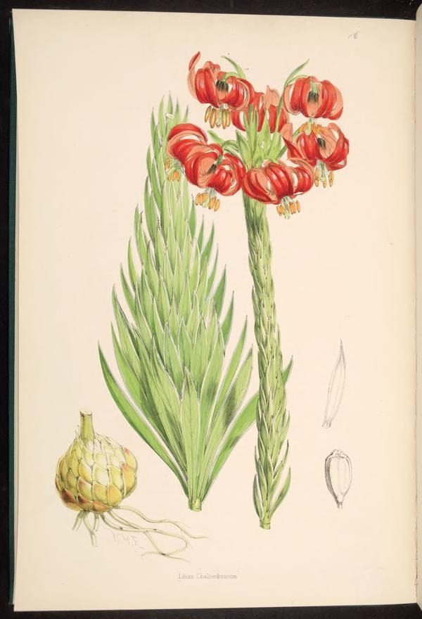 illustration of some flowers with long green stems