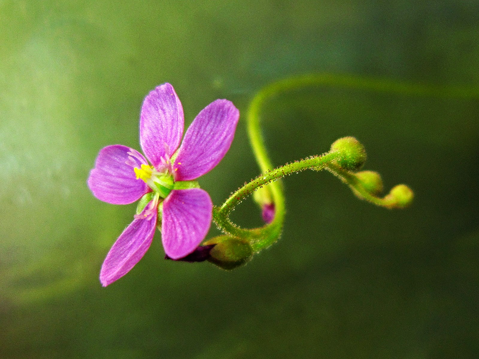 a pink flower sitting on top of a green stalk