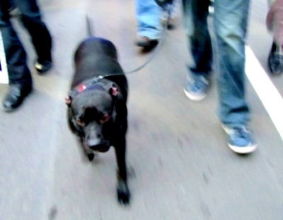 a black dog is walking in the street