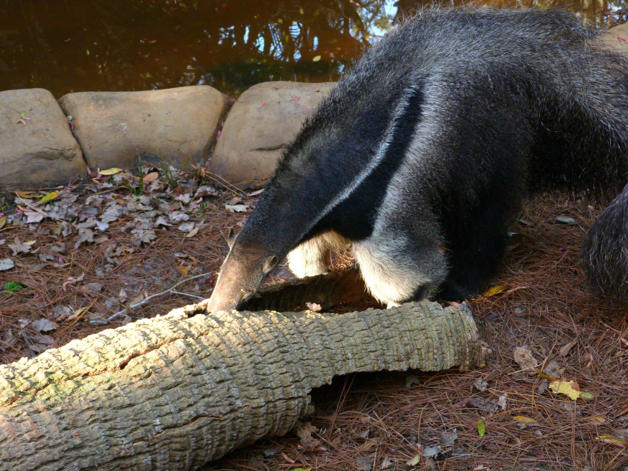 a big bear is playing with a huge log