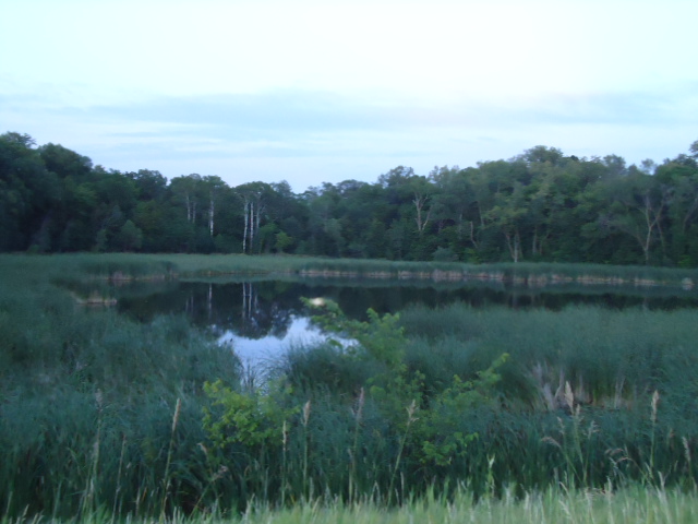 a small lake surrounded by tall grass with lots of trees