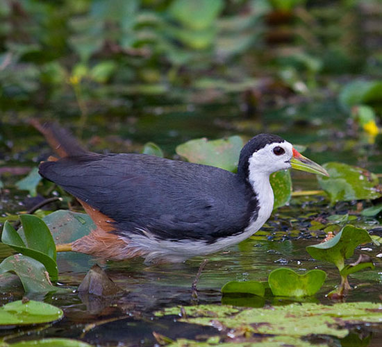 this is a bird swimming in a pond