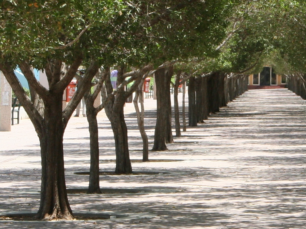 trees lined up against each other on a street