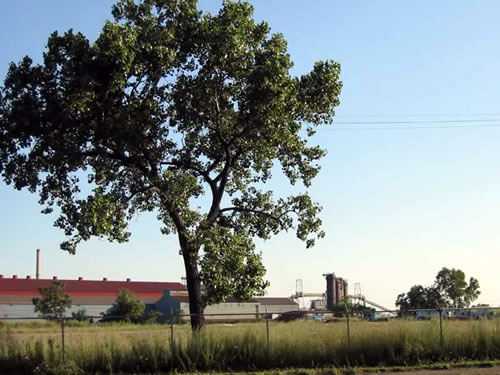 a field with a tree and buildings in the distance