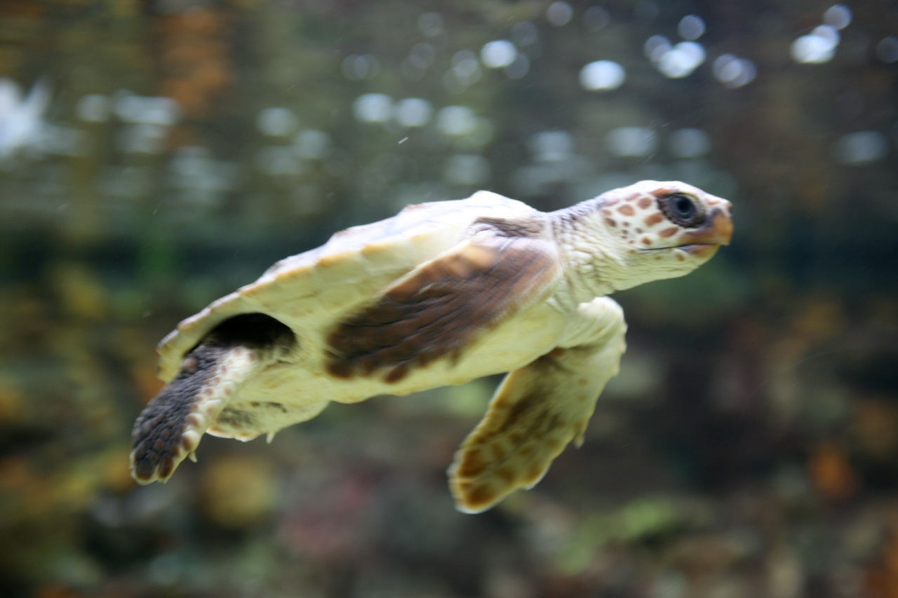 a turtle swimming in water up into the air