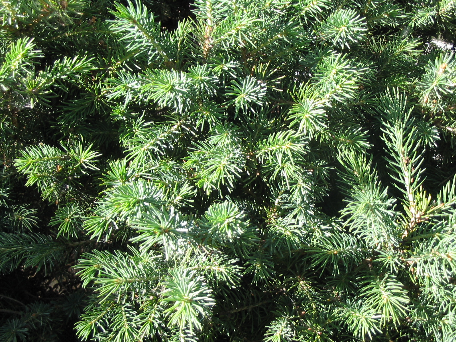 a bird is perched on top of the green tree