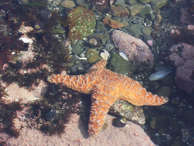 an orange starfish laying on top of rocks and gravel