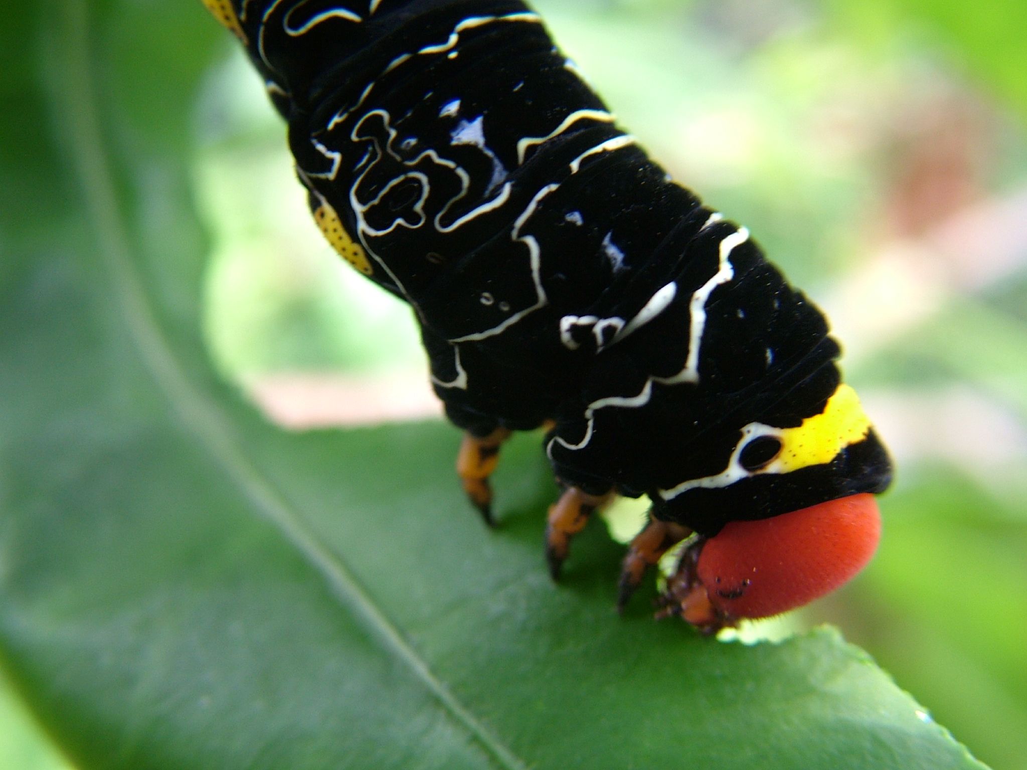 a black and yellow caterpillar hanging off of a leaf