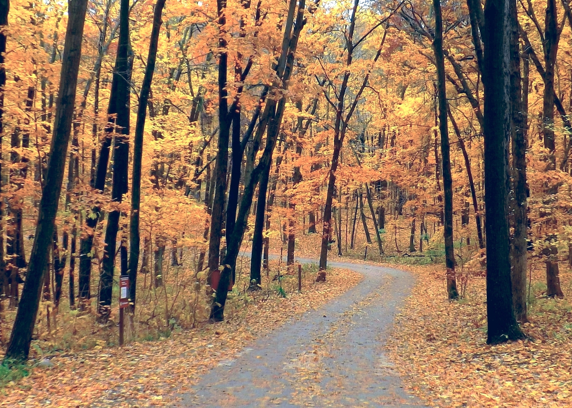 a dirt road surrounded by trees in autumn