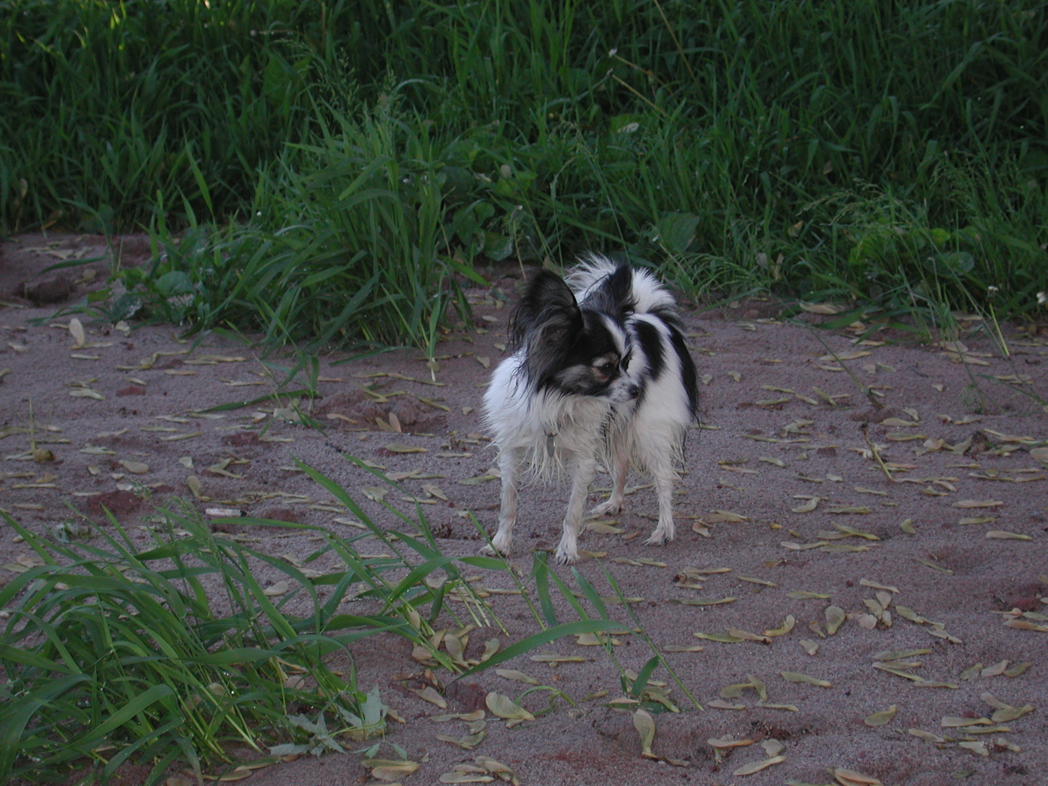 a black and white dog standing in a grassy area