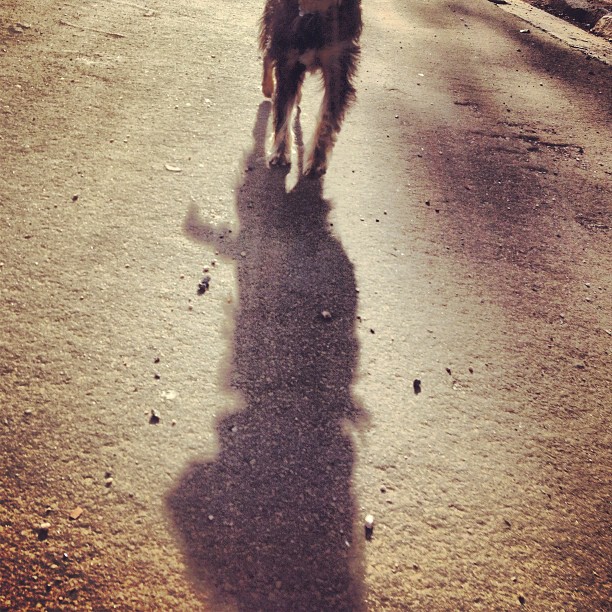 a dog walks down a street in the shade
