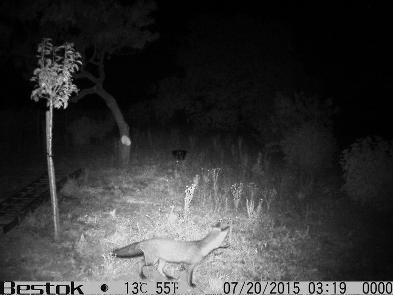 a camera is in the dark and is recording a fox