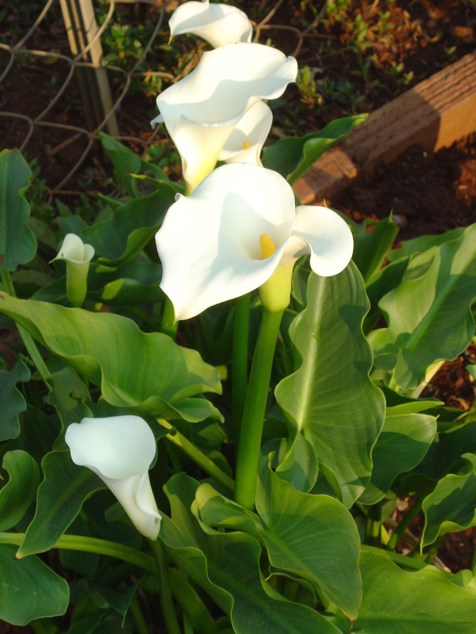 three white flowers in the garden with green leaves