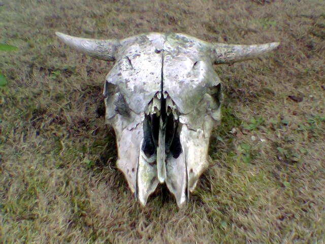 a white cow skull with black spots on it