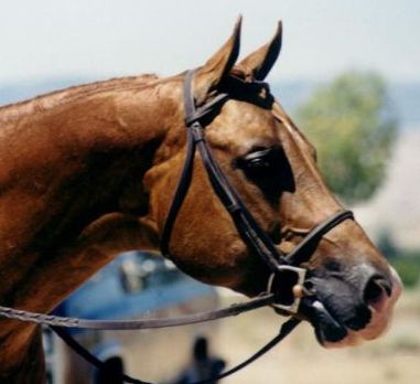 a close up image of a horse with bridle and halters