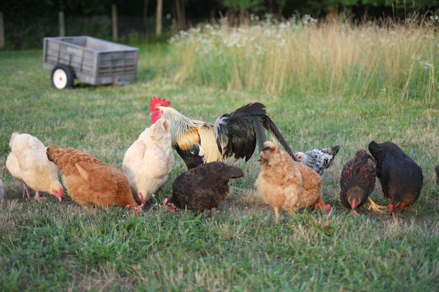chickens are gathering around and playing on the grass