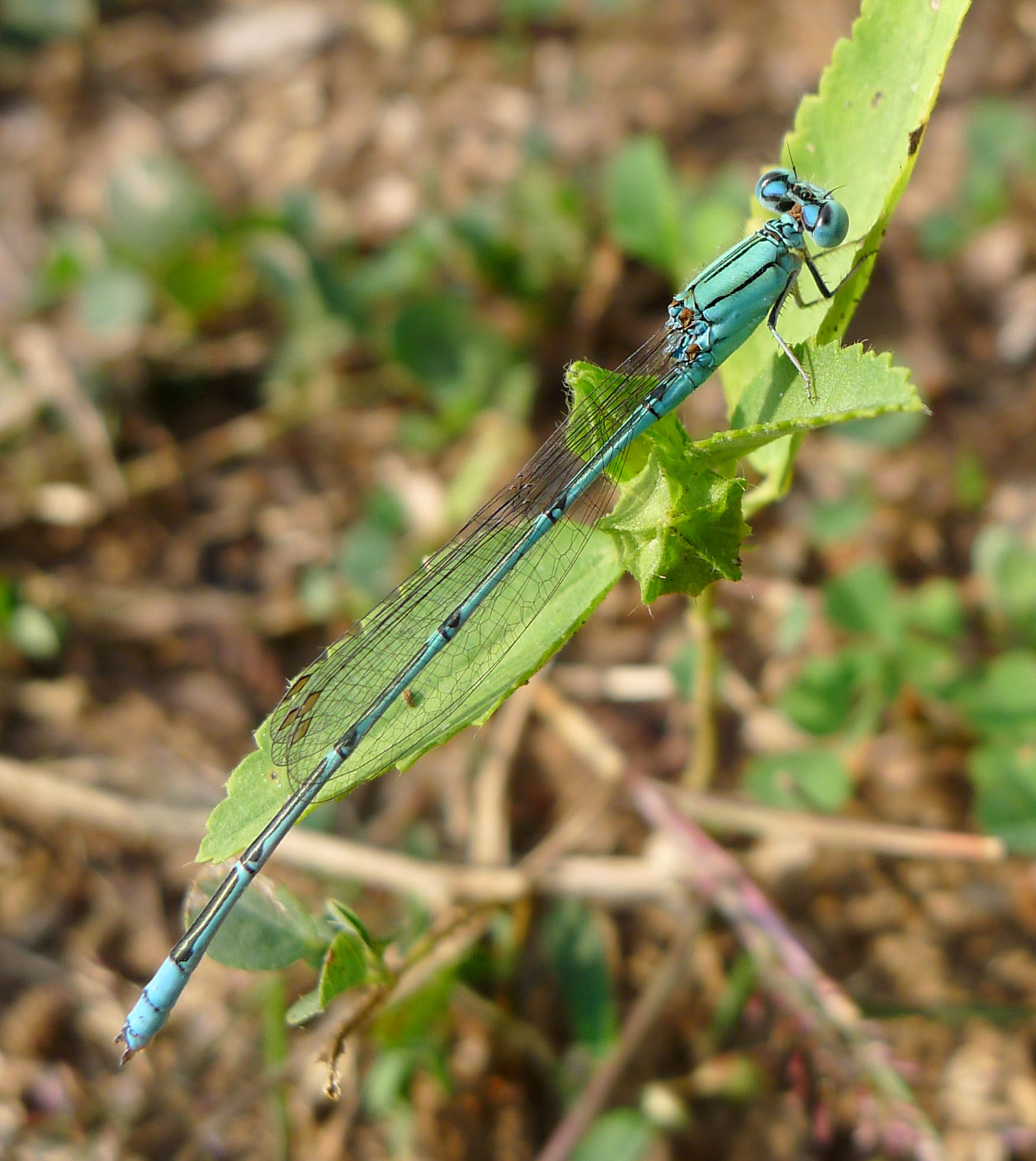 a green dragonfly perches on a plant stem in the garden