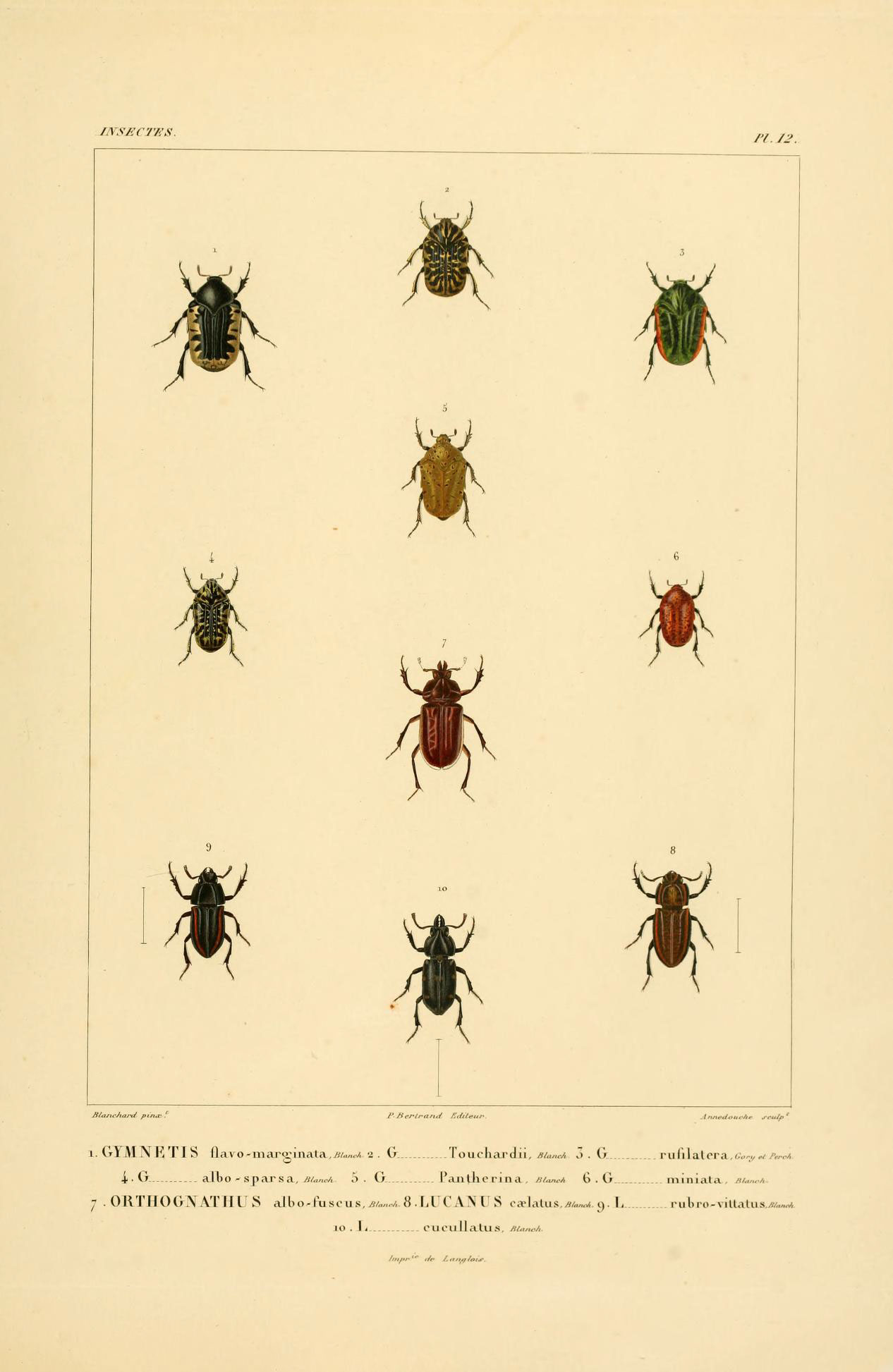 a collection of bug species from a book