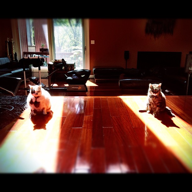 two cats are sitting on the wood floor of a house