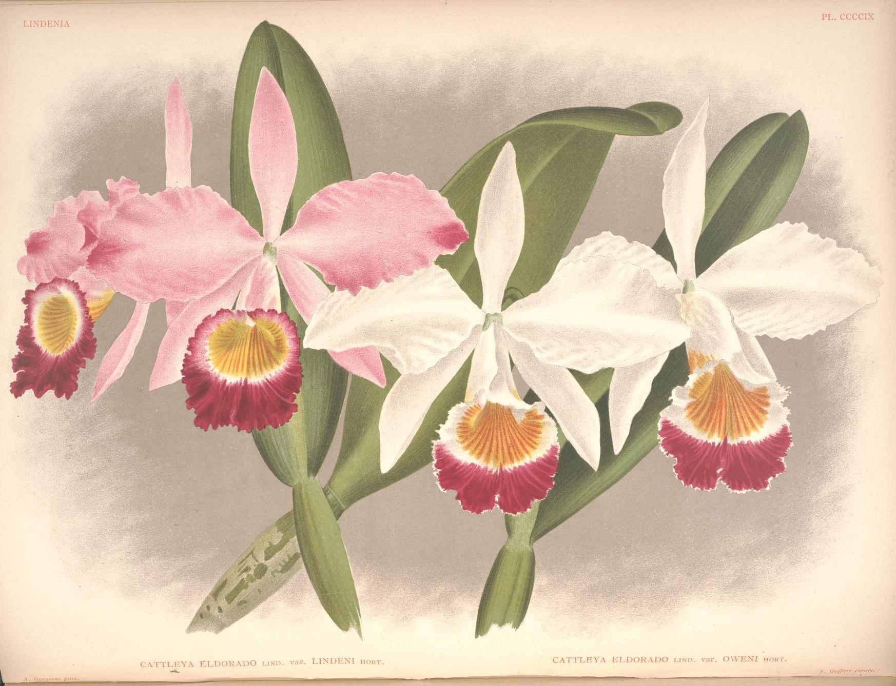 a drawing of three pink and white orchids