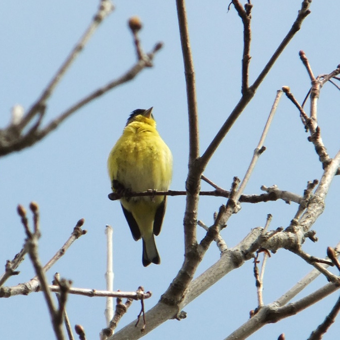 a small yellow bird perched on the nches of a tree