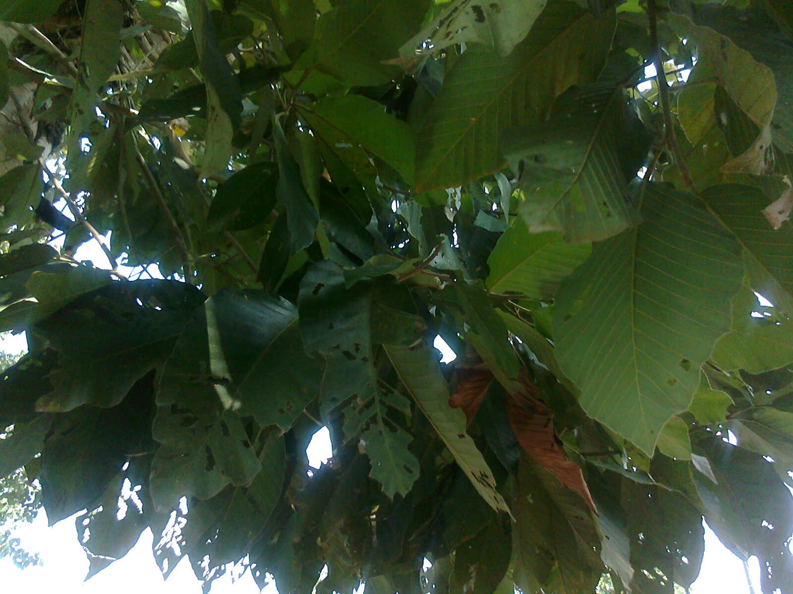 a bird sitting in the leaves of a tree