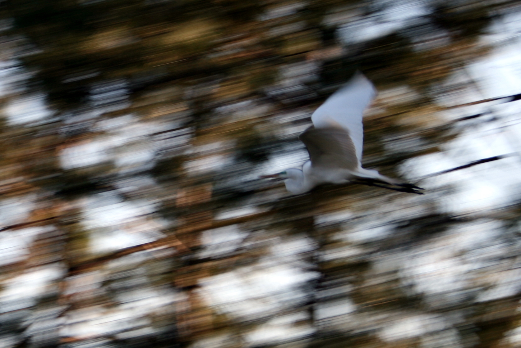 a bird in flight over the water near some trees